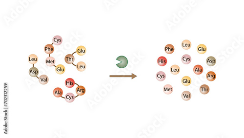 Protein Digestion. Proteases Enzymes, peptidases, digesting small peptide chains then into single amino acids, to be absorbed into the blood stream. Vector design.