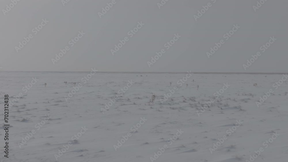 Saigas in winter during the rut. A herd of Saiga antelope or Saiga tatarica running in snow - covered steppe in winter. Antelope migration in winter. Slow motion video, 10 bit ungraded D-LOG Saigas in winter during the rut. A herd of Saiga antelope or Saiga tatarica running in snow - covered steppe in winter. Antelope migration in winter. Slow motion video, 10 bit ungraded D-LOG