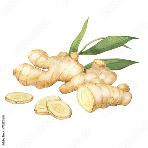 Watercolor illustration of spice ginger, half, leaves and slices. Hand-drawn illustration isolated on the white background. Ginger root for food design. Kitchen herb and spice