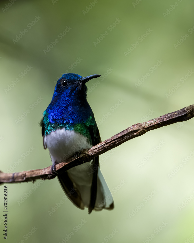 Fototapeta premium White-necked Jacobin hummingbird (Florisuga mellivora) on a branch.