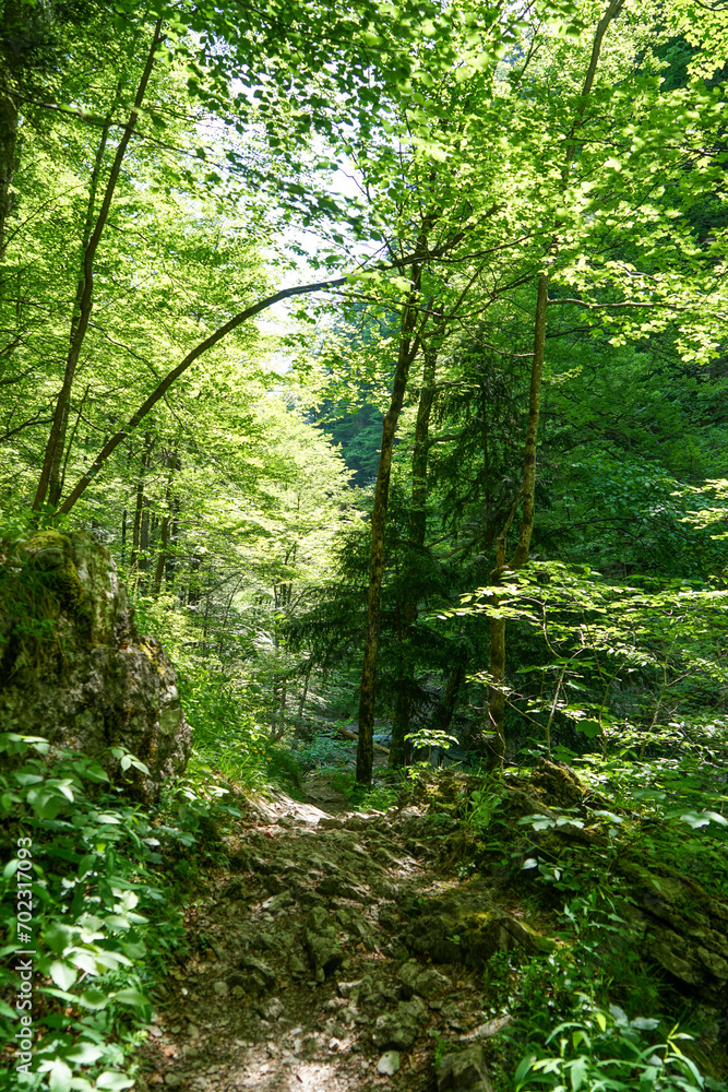 Calm and relaxing scenery: Hiking trail at idyllic crystal clear water mountain stream in amazing landscape. Hundsbachfall near Eibenboden in Ötscherland in Lower Austria Calm and relaxing scenery: Hiking trail at idyllic crystal clear water mountain stream in amazing landscape. Hundsbachfall near Eibenboden in Ötscherland in Lower Austria