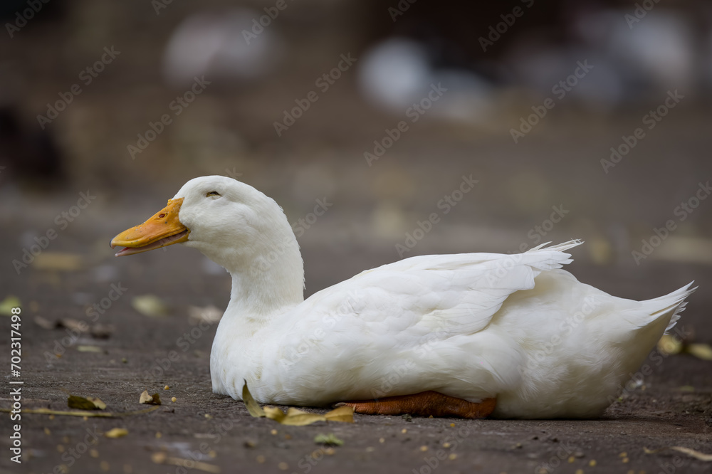 White Pekin duck resting on the ground with a smile on its face.