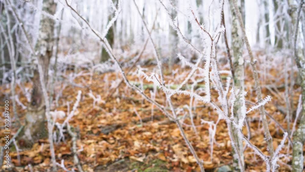 Close up panning shot of forest floor vegetation and branches covered in hoarfrost. Close up panning shot of forest floor vegetation and branches covered in hoarfrost.