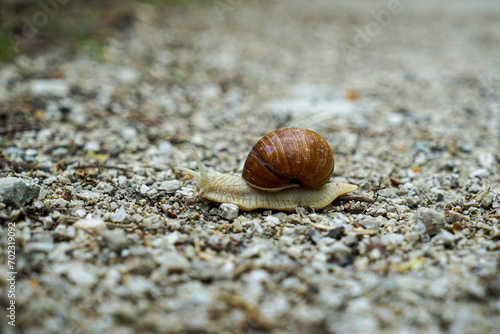 Brown and grey snail on gravel road in Austria