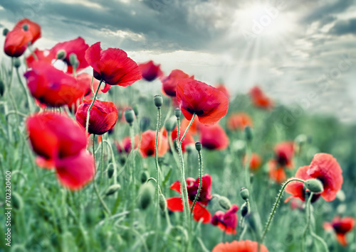 Field of red poppies and sky with clouds  beautiful flowers of poppy flowers flowering in meadow