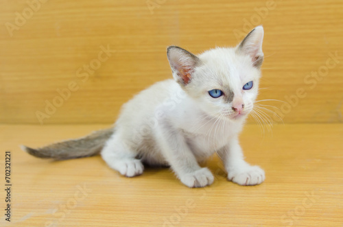 little kitten ,white cat blue eyes