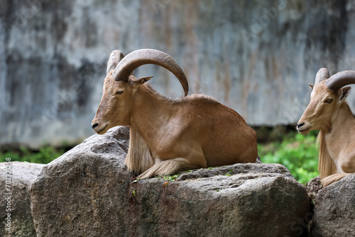 Schilderij op canvas The barbary sheep is mammal and hill animal