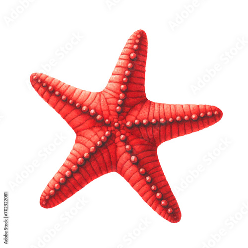 Red sea star fish watercolor paint. Vector Illustration
