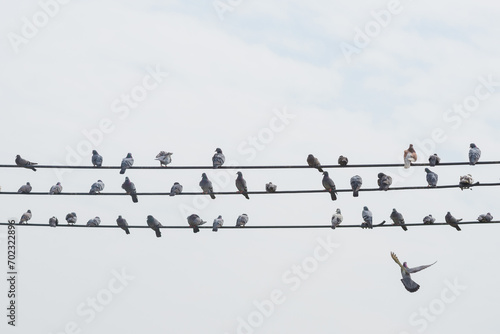 pigeon bird stay on line of electric or telephone cable on cloudy blue sky day in summer show natural survival in urban life and copy space photo