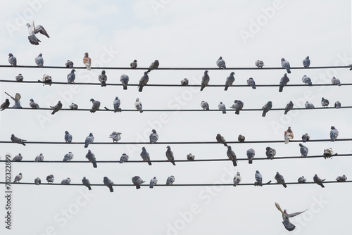 pigeon bird stay on line of electric or telephone cable on cloudy blue sky day in summer show natural survival in urban life and copy space photo
