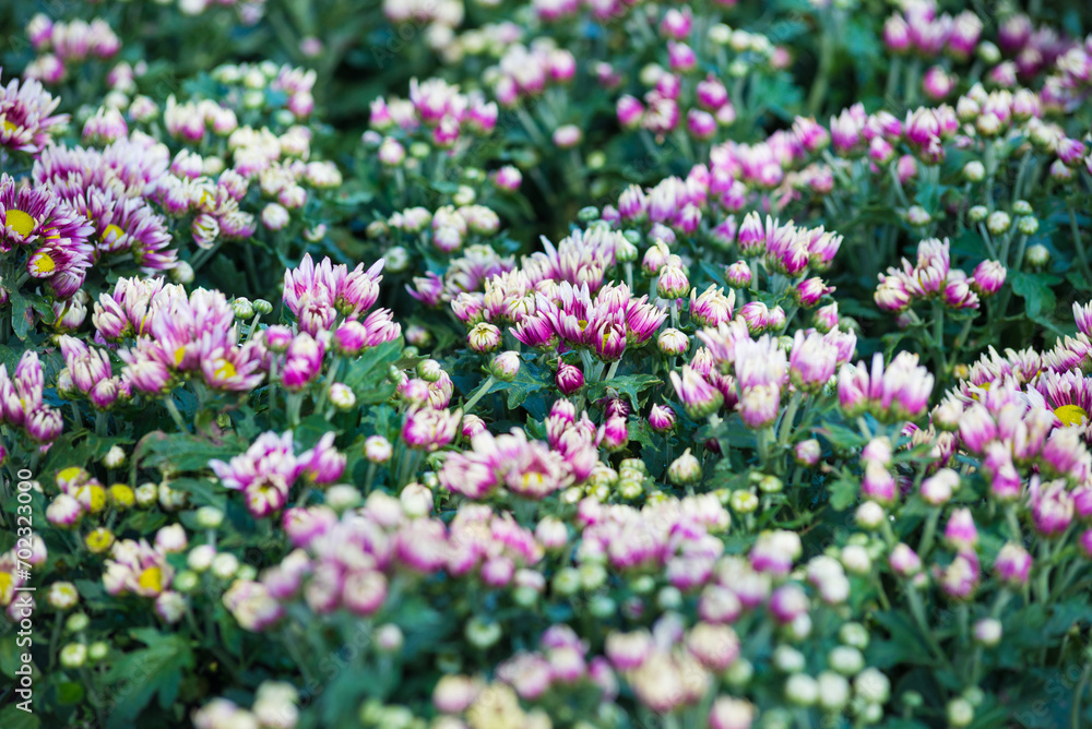 Naklejka premium Selective focus close up Photo of beautiful chrysanthemum flowers over green foliage background. side view.
