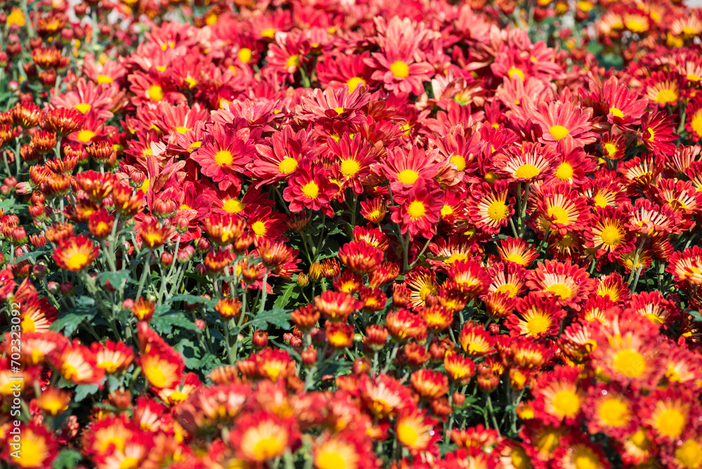Selective focus close up Photo of beautiful chrysanthemum flowers over green foliage background. Top view.