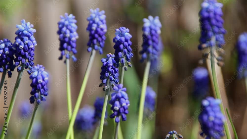 Spring blue flowers close up on a bright sunny spring day Spring blue flowers close up on a bright sunny spring day