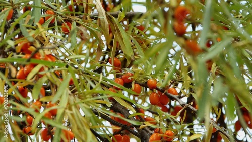 Ripe sea buckthorn berries on tree branches close-up, beautiful orange berries photo