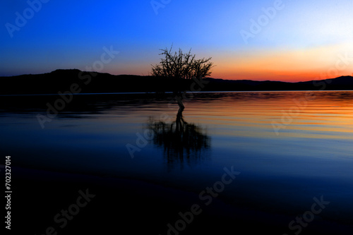 Albero su lago