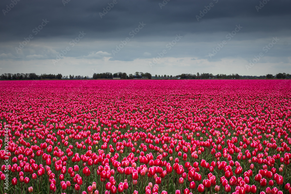 Dutch blooming tulip field in the Noordoostpolder , the Netherlands,where they have the TulpenRoute, touristic route for bike and cars along the tulipfields 