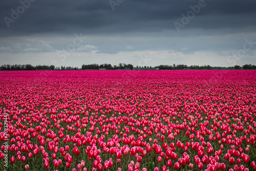 Dutch blooming tulip field in the Noordoostpolder , the Netherlands,where they have the TulpenRoute, touristic route for bike and cars along the tulipfields  photo