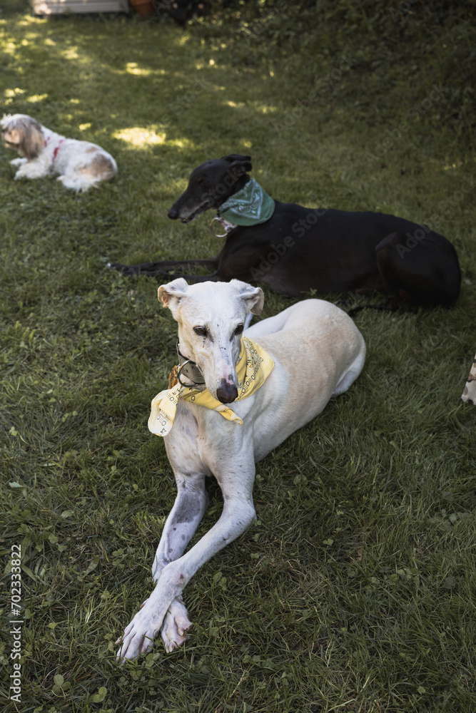 Portrait of two greyhounds lying in the field resting, vertical photo