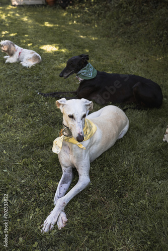 Portrait of two greyhounds lying in the field resting, vertical photo © Raquel