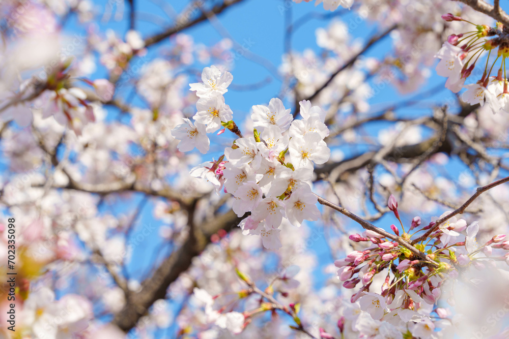 桜