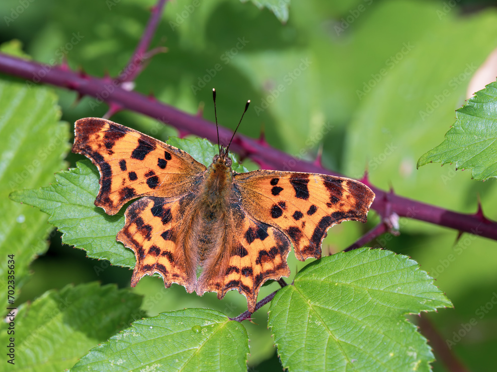 Comma Butterfly Resting, Wings Open Comma Butterfly Resting, Wings Open
