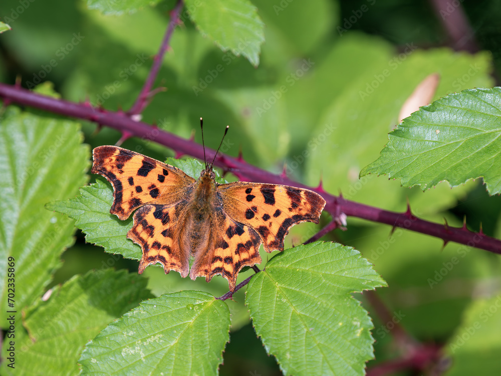 Comma Butterfly Resting, Wings Open Comma Butterfly Resting, Wings Open