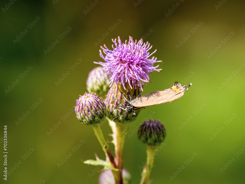 White-letter Hairstreak Feeding on Creeping Thistle White-letter Hairstreak Feeding on Creeping Thistle