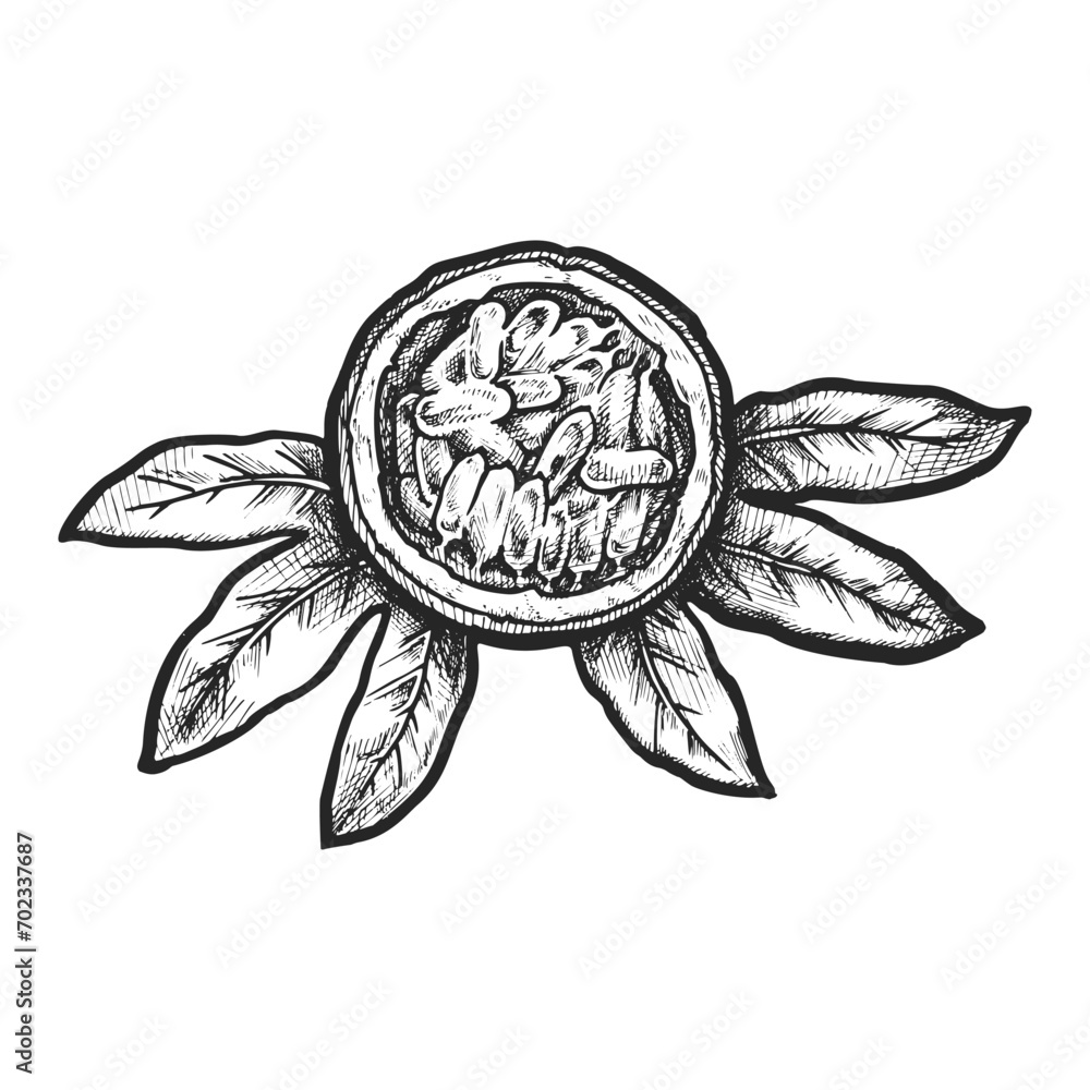 Sliced passionfruit sketch. Vector sign of halved passion fruit berry. Hand drawn exotic and semitropical vitamin harvest. Plant ingredient for vegetarian nutrition. Farming, harvesting, agriculture Sliced passionfruit sketch. Vector sign of halved passion fruit berry. Hand drawn exotic and semitropical vitamin harvest. Plant ingredient for vegetarian nutrition. Farming, harvesting, agriculture