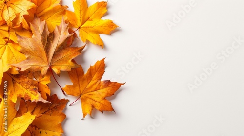 Yellow and orange maple leaves on the light blank backround, autumn composition, banner, copy space