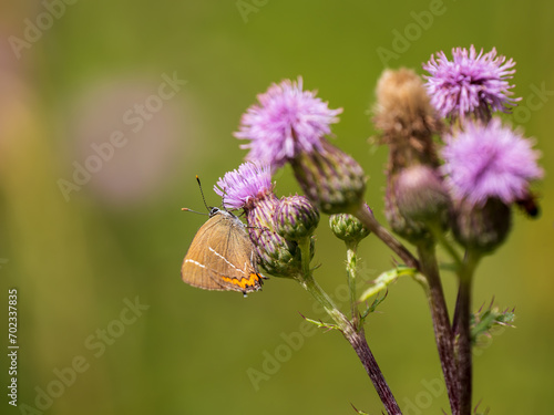 White-letter Hairstreak Feeding on Creeping Thistle photo