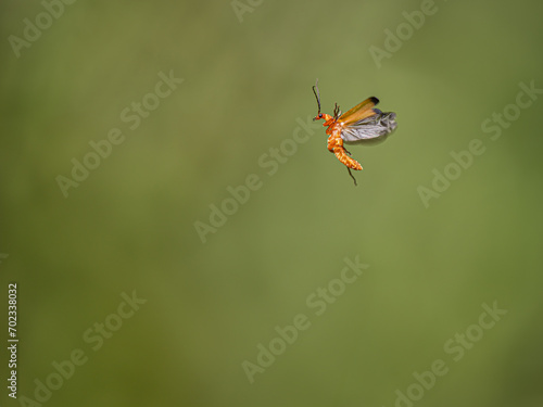 Red Soldier Beetle in Flight
