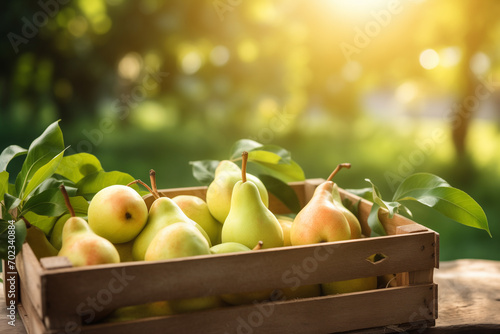 pears fresh in wooden crate, blurred plantation background