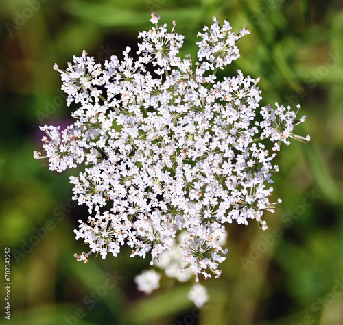 Obraz na plátně Queen Anne's Lace Wildflower