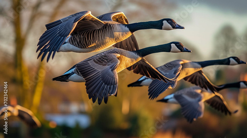 bird in flight