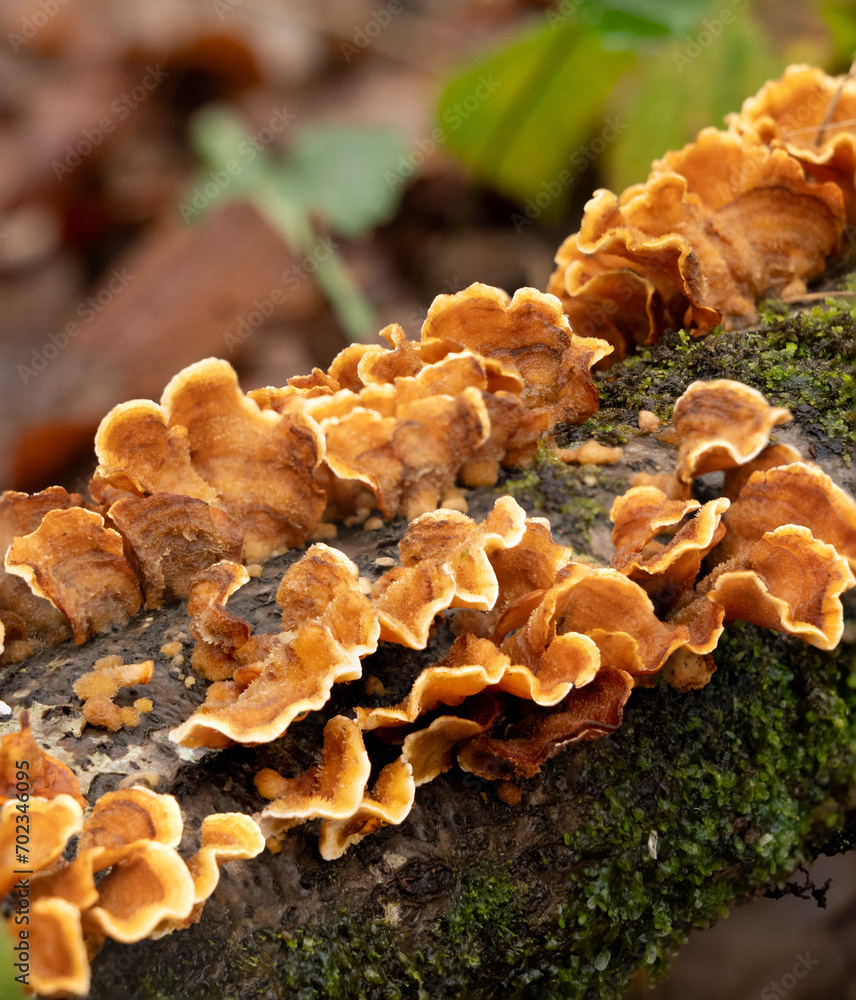 Stereum fungus and moss on a woodland tree Stereum fungus and moss on a woodland tree