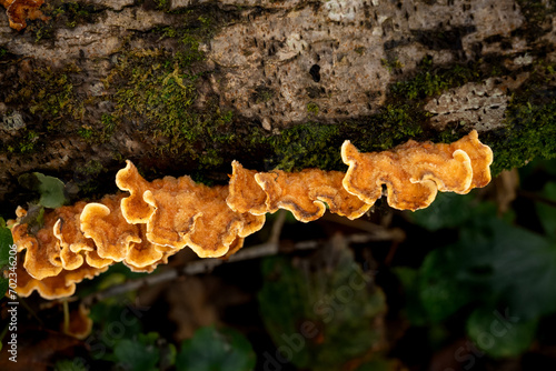 Stereum fungus and moss on a woodland tree photo