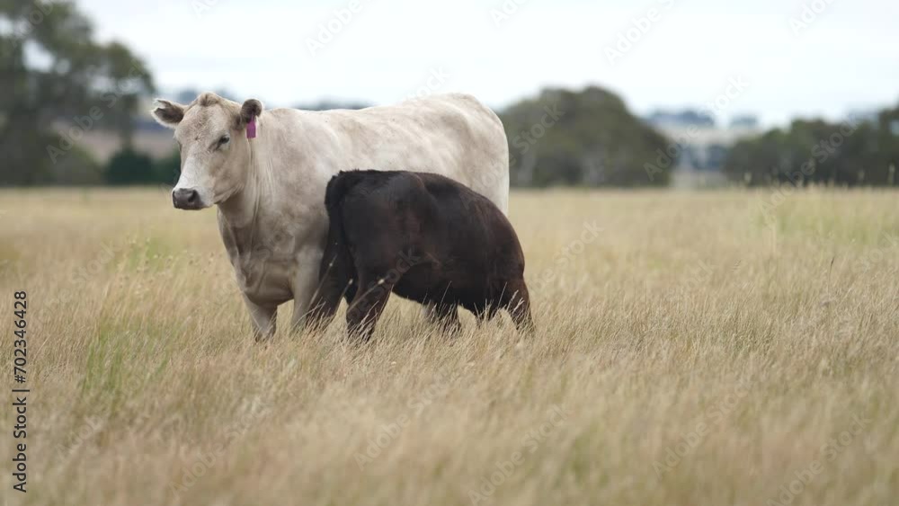 calf sucking milk off a cow in a field. calf drinking milk in a paddock calf sucking milk off a cow in a field. calf drinking milk in a paddock