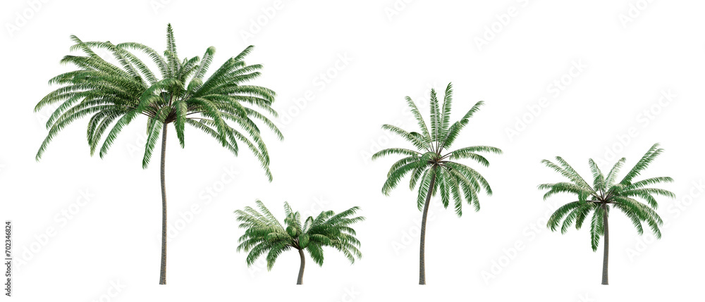  tropical tree