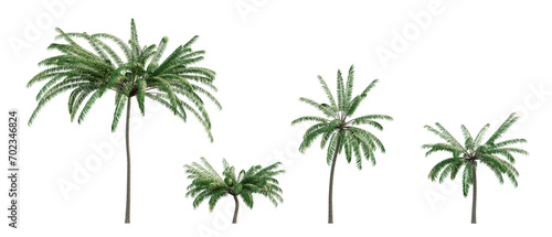 palm tree isolated on white background, palm tree isolated on white, tropical tree © Diem