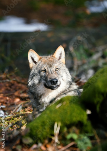 European spring unveils the untamed beauty of a wild wolf, leisurely relaxing amidst the enchanting woodland, capturing the essence of nature's harmony.