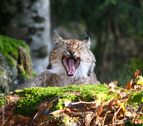 Eurasian lynx indulges in a serene springtime grooming session, capturing the essence of relaxation and pristine wilderness beauty.