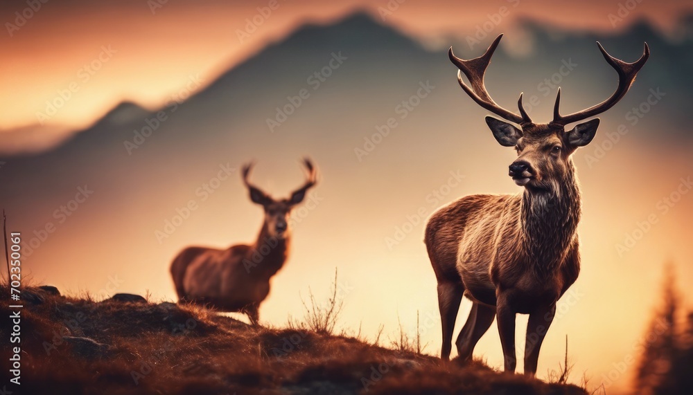 Fototapeta premium Banner with red deer stag in the autumn field. Noble deer male. Beautiful animal in the nature habitat. Wildlife scene from the wild nature landscape. Wallpaper, beautiful fall background