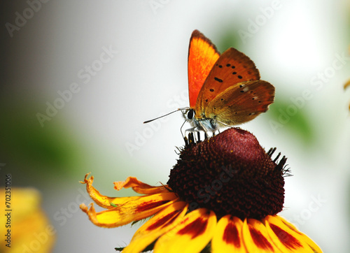 Motyl posilający sie na kwiatku