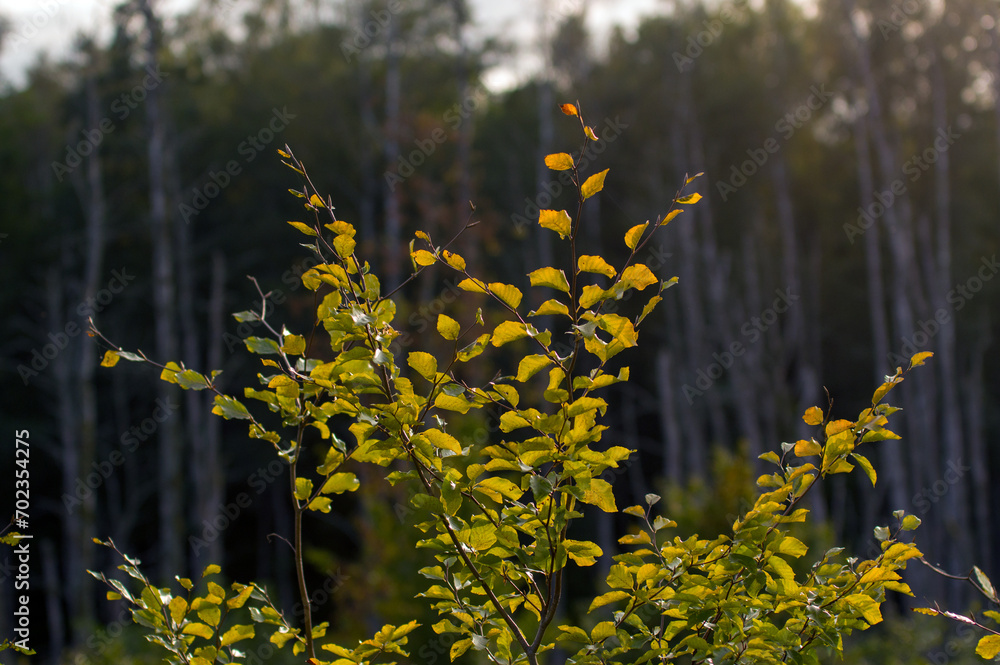 Drzewo liściaste krzak w pięknym oświetleniu słonecznym na tle lasu. - obrazy, fototapety, plakaty 