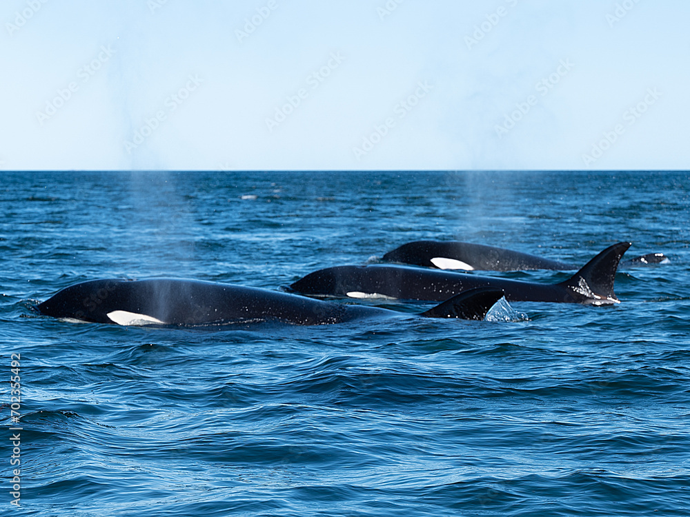 Fototapeta premium Drei Orcas (Orcinus orca)