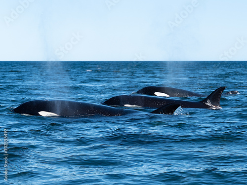 Drei Orcas (Orcinus orca) © Simon