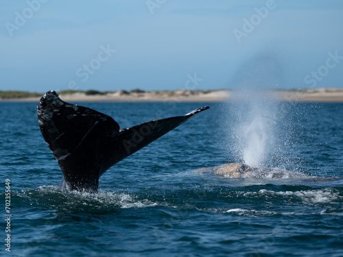 Grauwalflosse mit zweitem Grauwal an der Seite © Simon