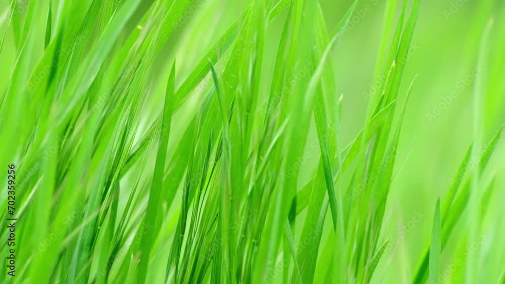 Nature background - Green grass swaying in wind in slow motion close up. Beautiful green juicy lawn. Natural meadow or field densely overgrown with grass. Green environment concept, relaxing, abstract Nature background - Green grass swaying in wind in slow motion close up. Beautiful green juicy lawn. Natural meadow or field densely overgrown with grass. Green environment concept, relaxing, abstract