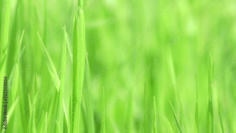 Nature background - Green grass swaying in wind in slow motion close up. Beautiful green juicy lawn. Natural meadow or field densely overgrown with grass. Green environment concept, relaxing, abstract Nature background - Green grass swaying in wind in slow motion close up. Beautiful green juicy lawn. Natural meadow or field densely overgrown with grass. Green environment concept, relaxing, abstract
