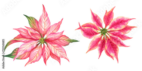 Pink poinsettia flower  set illustration vintage watercolor style.